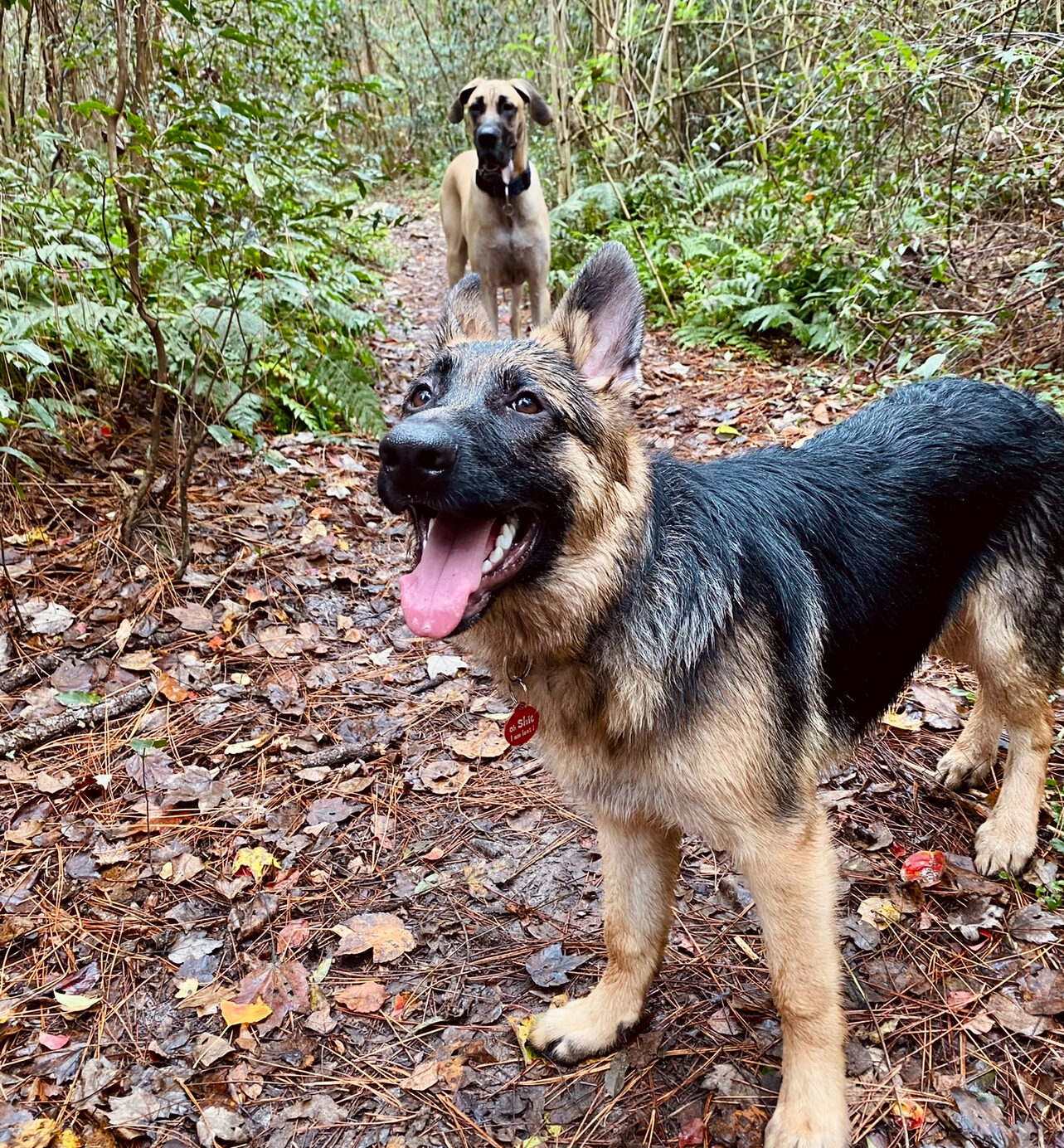 Forest Dog